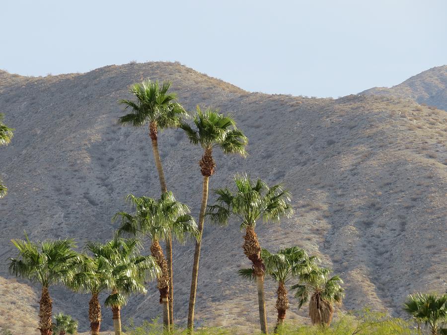 Good Morning desert Photograph by Gloria Rubin - Fine Art America