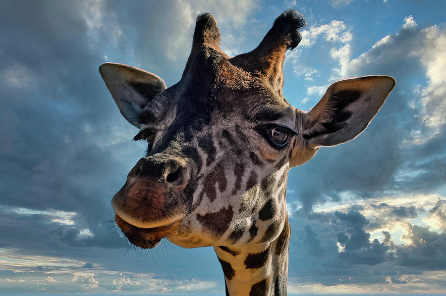 Good Morning, Fellow Giraffes by PAUL COCO Good Morning, Fellow Giraffes by PAUL COCO