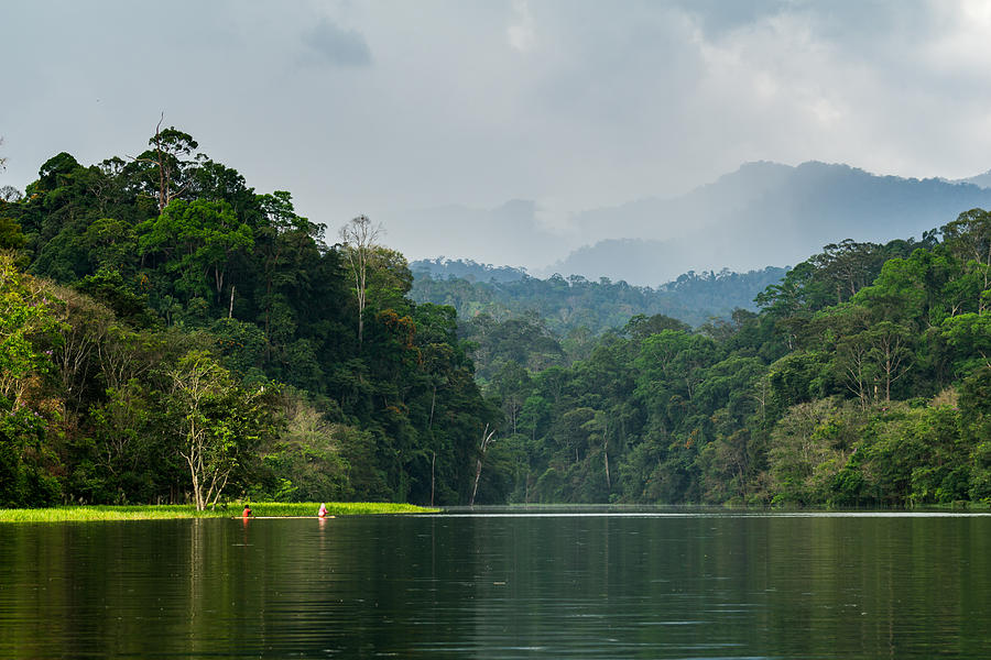 Good morning from Royal Belum rain forest park. Photograph by Shaifulzamri