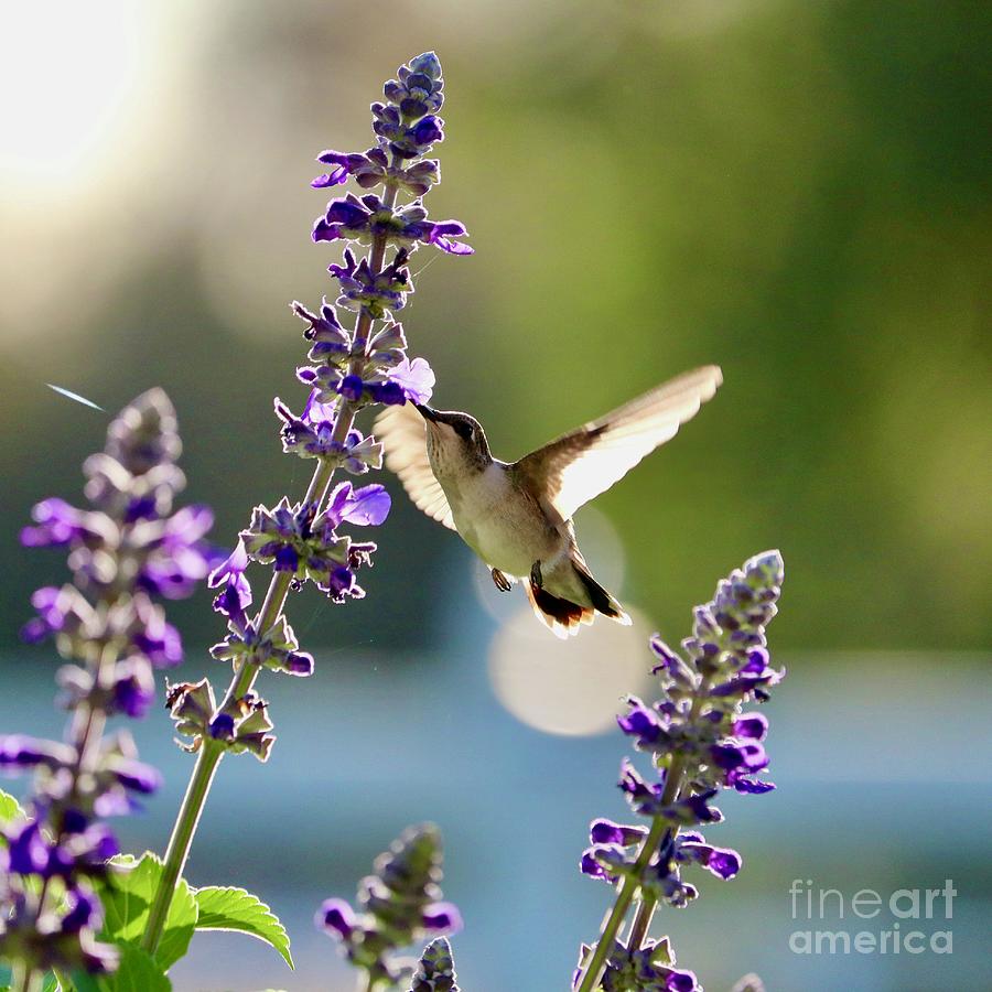 Good Morning Hummingbird Square Photograph by Carol Groenen