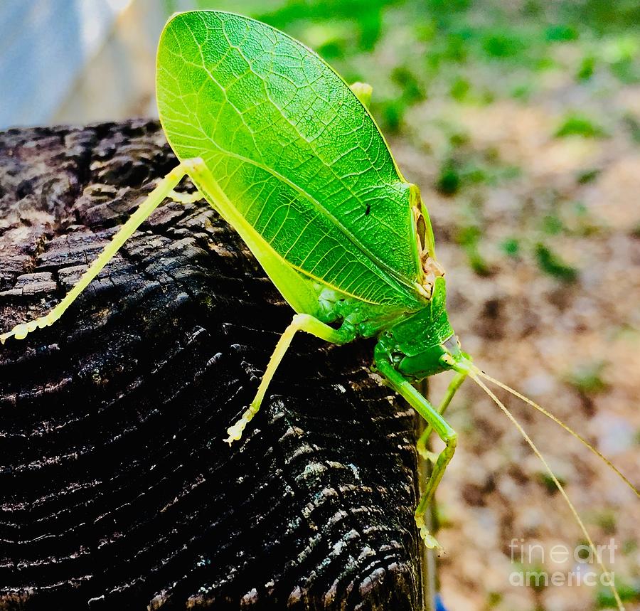 Good Morning Katydid Photograph by Tina M Powell