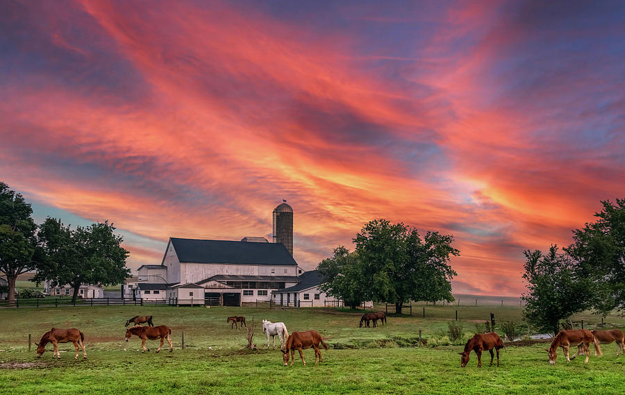 Good Morning, Lancaster County Photograph by Marcy Wielfaert