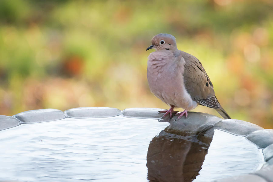 Good Morning Mourning Dove 2301-1 Photograph by Terry DeLuco