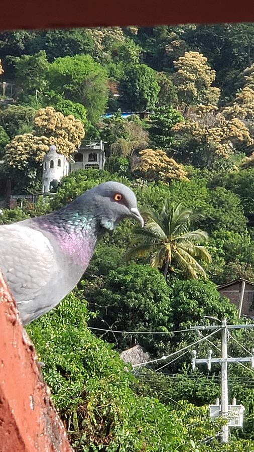 Good Morning Mr. Pigeon Photograph by Rosanne Licciardi