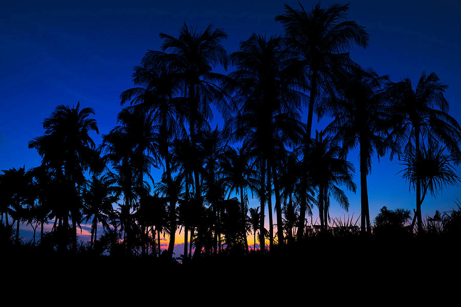 Good Morning Palms Photograph by Ally White