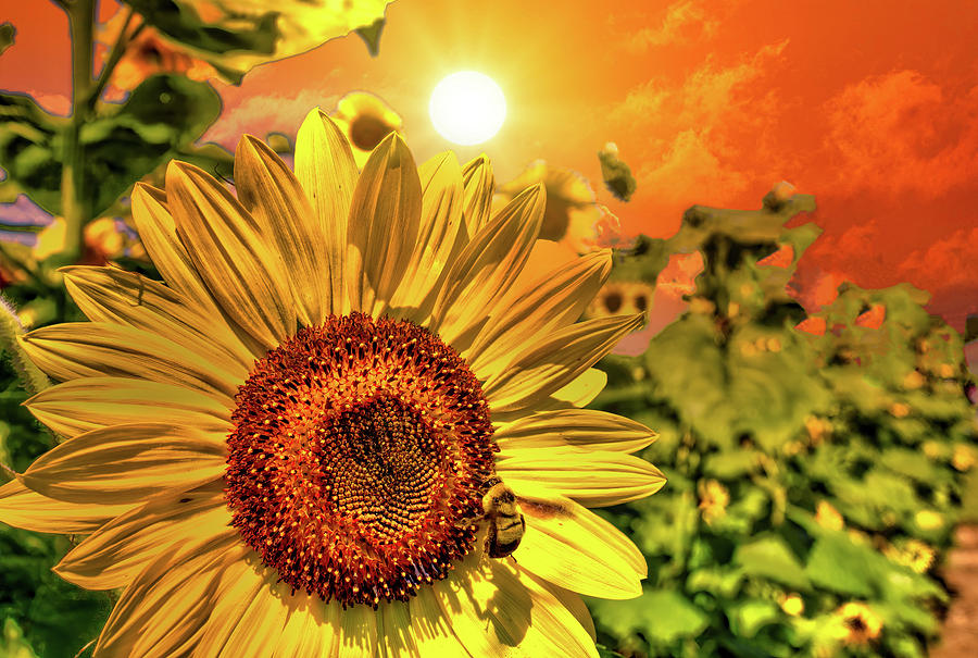 Landscape Photograph - Good Morning by Pete Federico Landscape Photograph - Good Morning by Pete Federico