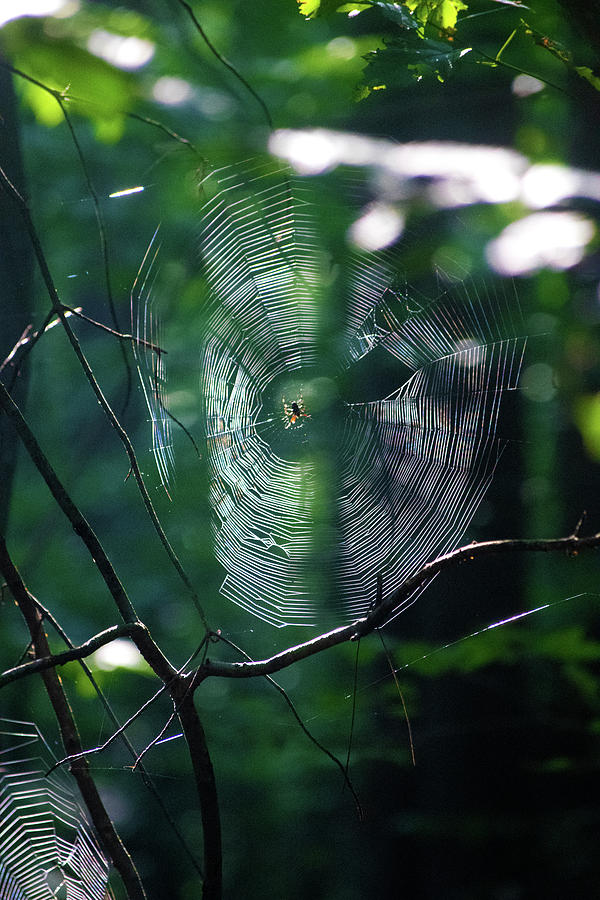 Good Morning Spider Photograph by Carl Brand