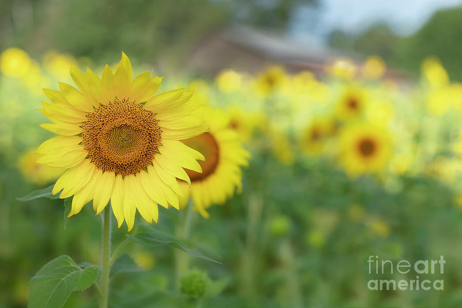 Good Morning Sunflower Farm Photograph by Linda D Lester