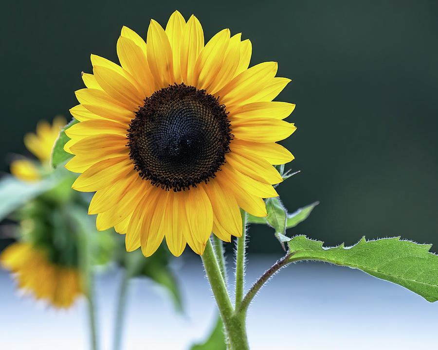 Good Morning, Sunflower Photograph by Fon Denton