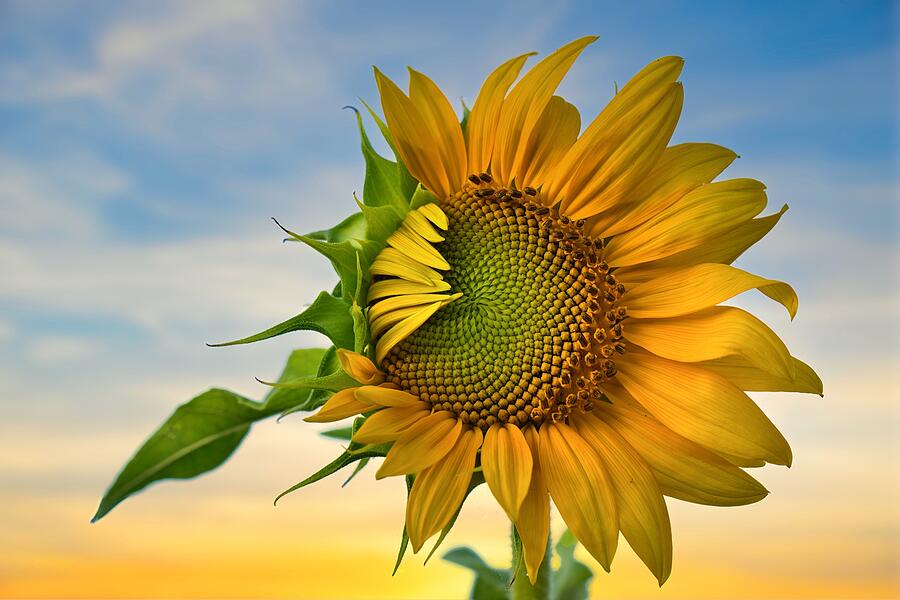 Good Morning Sunflower Photograph by Lynn Hopwood