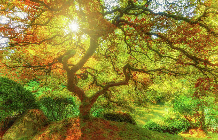Tree Photograph - Good Morning Sunshine by Darren White