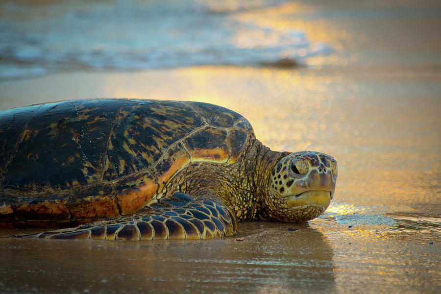 Good morning sunshine Photograph by James Mertens - Fine Art America