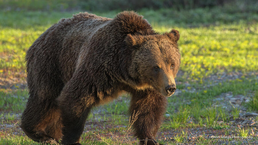 Good Morning To Grizzly #399 Photograph by Yeates Photography - Fine ...