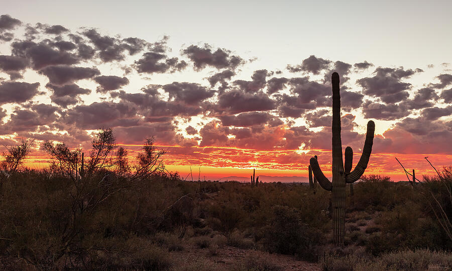 Good Night Arizona Photograph by Rick Furmanek