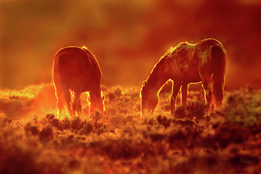 Good Night, Beautiful Mustangs Photograph by Judi Dressler