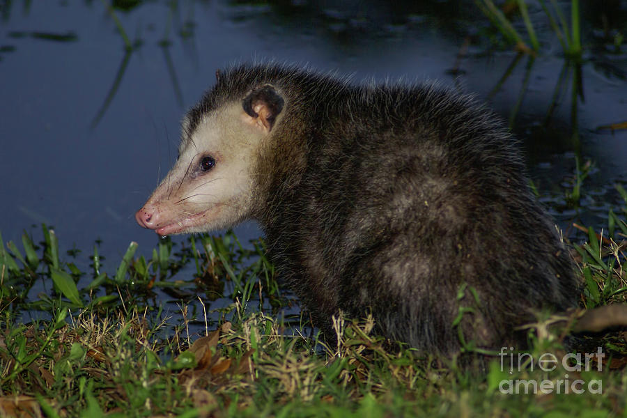 Good Night Opossum Photograph by Olga Hamilton