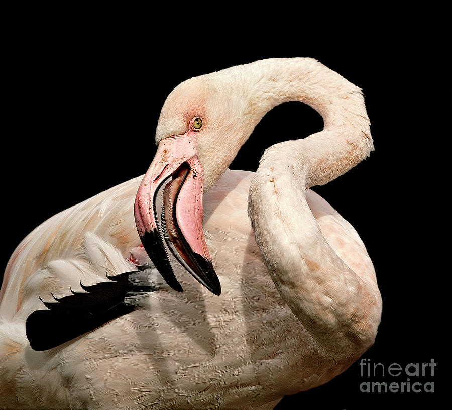 Good Set Of Teeth, Beauty - Flamingo Photograph by Tatiana Bogracheva
