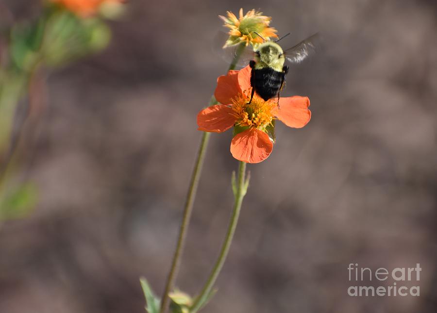 GOOD THINGS in SMALL PACKAGES bumble bee  Photograph by Christina Verdgeline