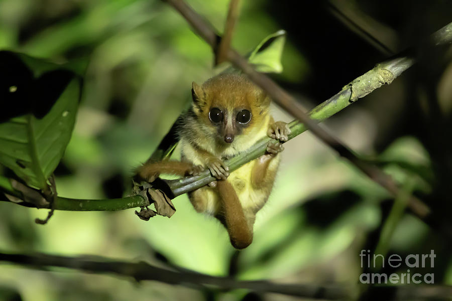 Wildlife Photograph - Goodmans Mouse Lemur by Eva Lechner