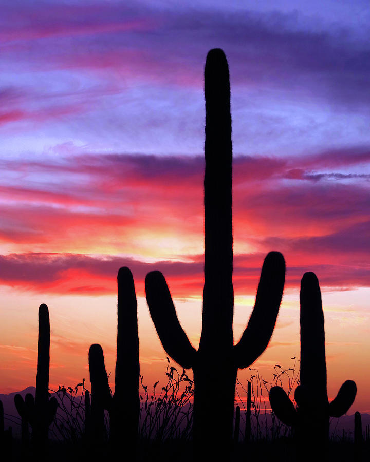 Goodnight Saguaros Photograph by Douglas Taylor - Fine Art America