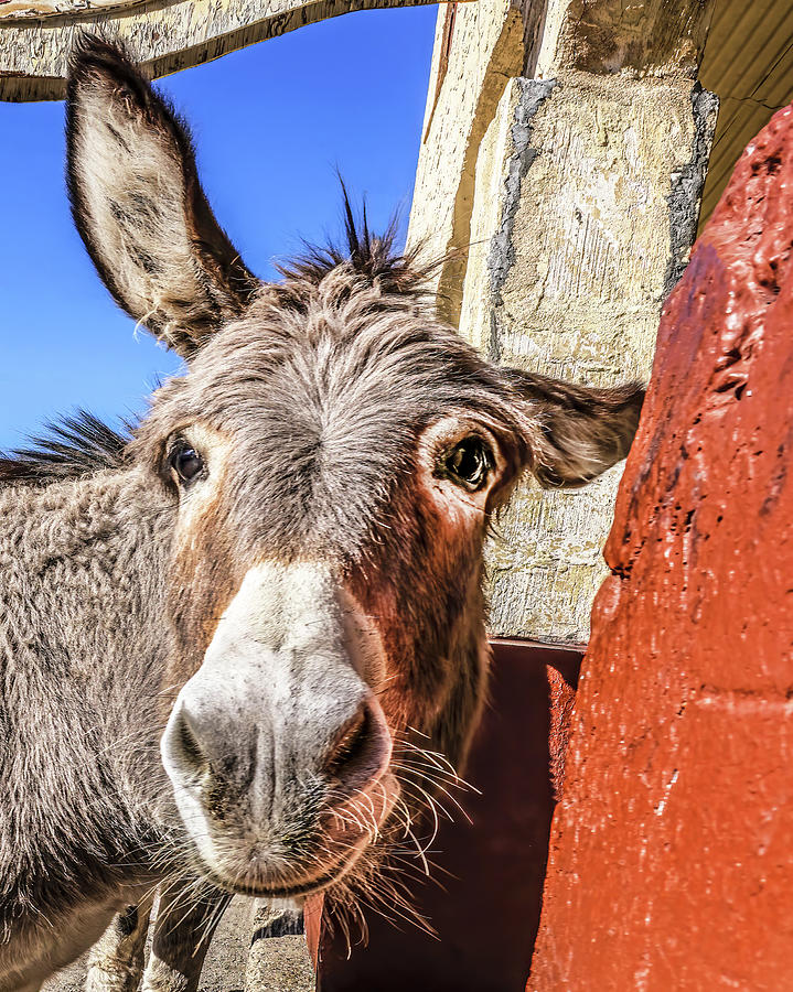 Goofy Donkey Photograph by Don Schimmel