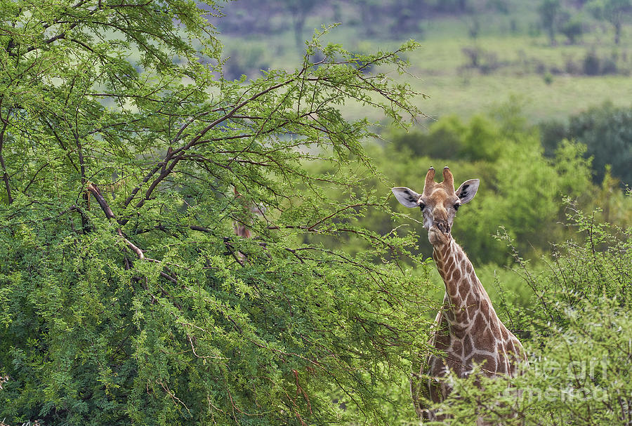 Goofy Giraffe  Photograph by Brian Kamprath