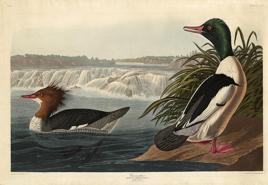 Goosander Drawing by Robert Havell