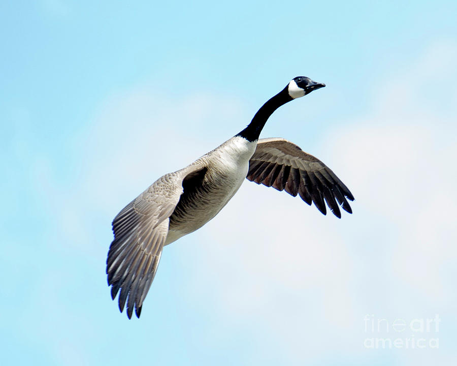 Goose Alert Photograph by Jeff Ross