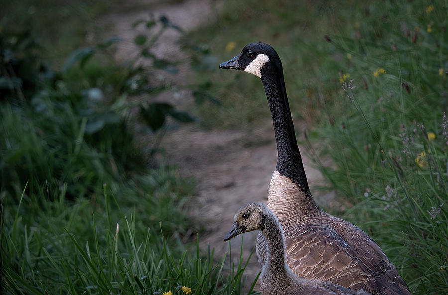 Goose and gosling Photograph by Bill Posner