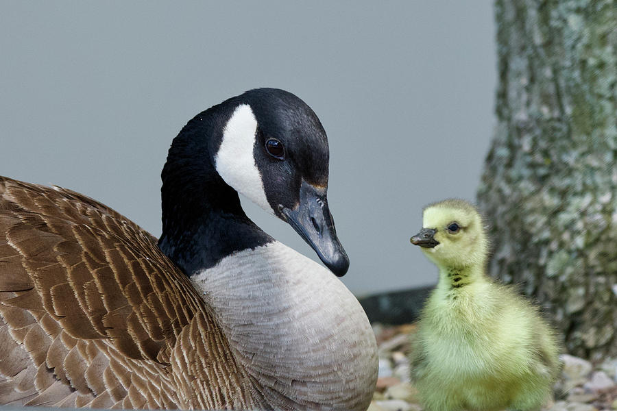 Planter Box Goose and Gosling Photograph by Sonja Jones
