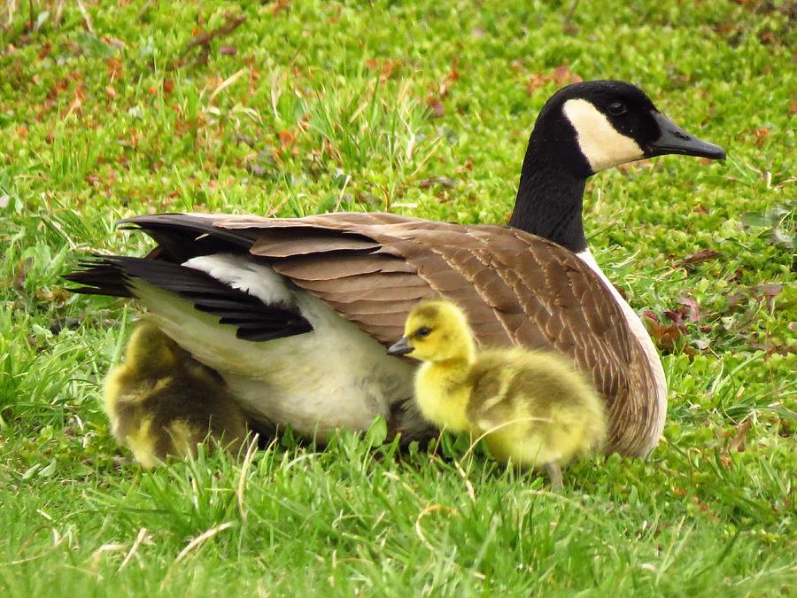 Goose And Goslings  Photograph by Lori Frisch