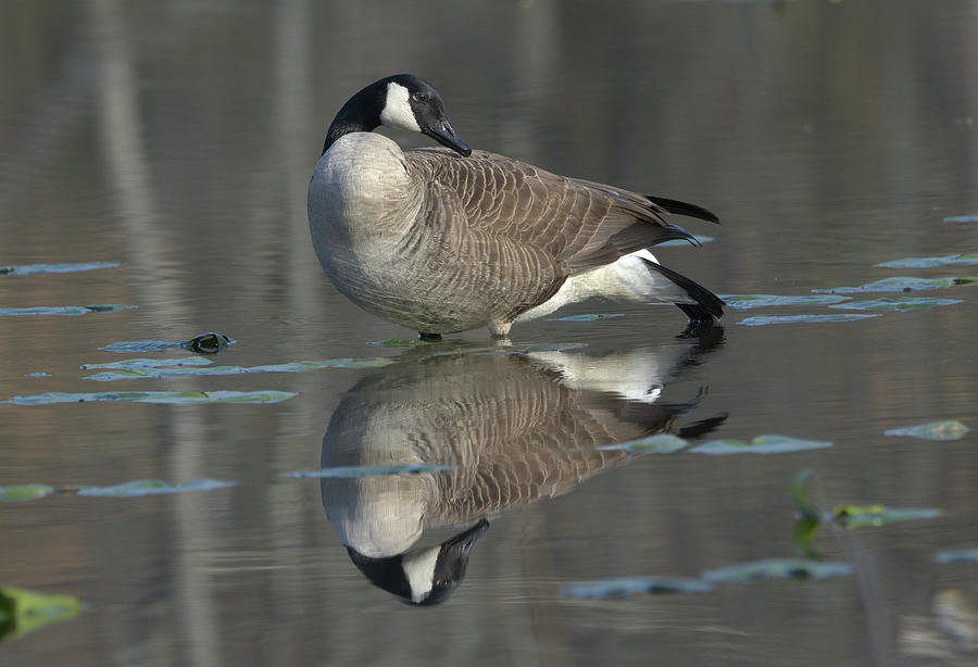 Goose and reflection Photograph by Paul Ross