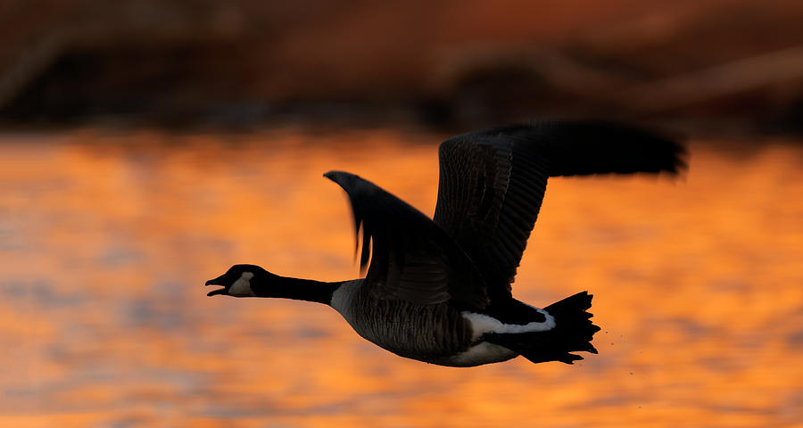 Goose at Sunset Photograph by Gary Langley