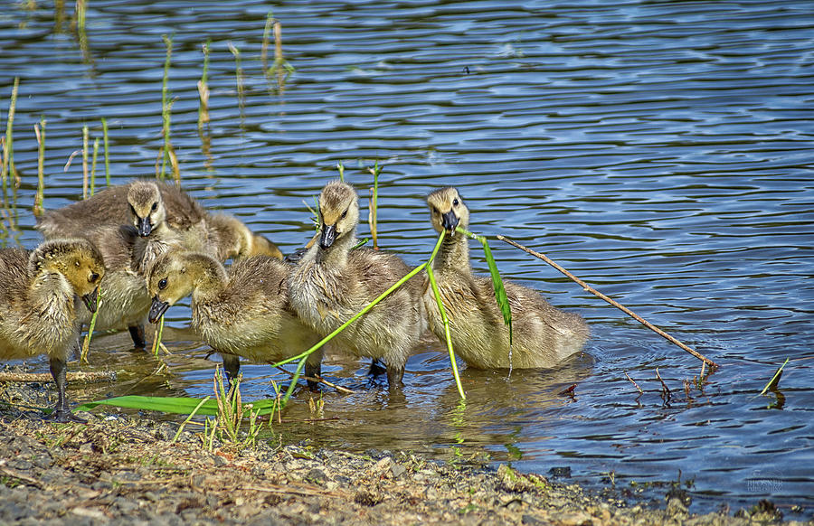 Goose babies playing Photograph by Bill Posner