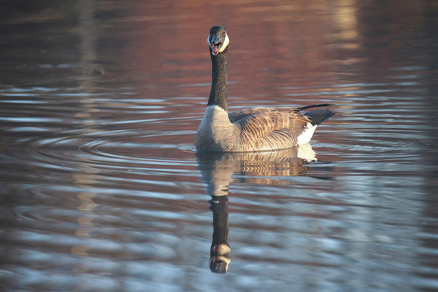 Goose Photograph by Brook Burling