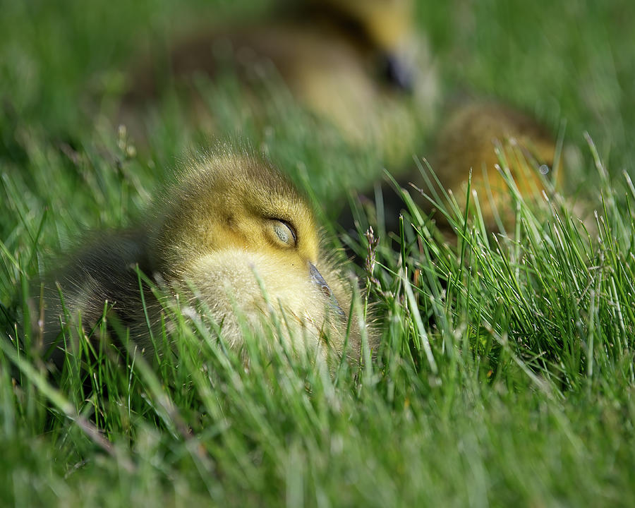 Goose Chick Napping Photograph by Flinn Hackett