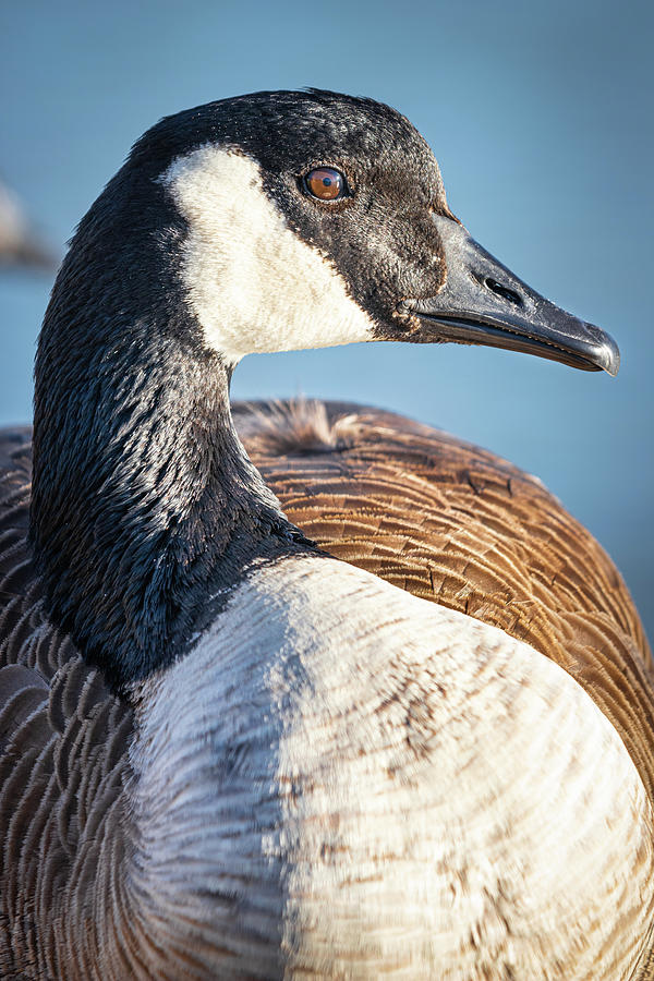 Goose Close Up Photograph