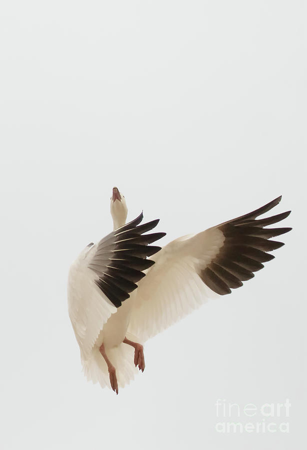 Goose Dance Photograph by Ruth Jolly