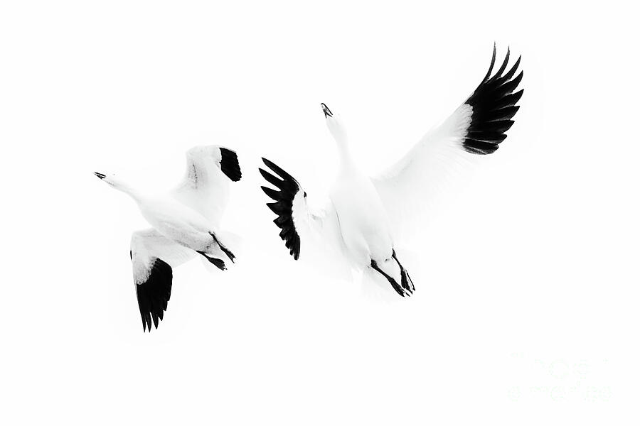 Goose duet in black and white  Photograph by Ruth Jolly