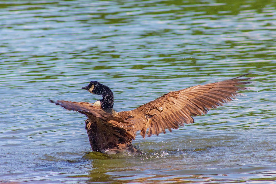 Goose Enjoying a Summer Day Photograph by Auden Johnson