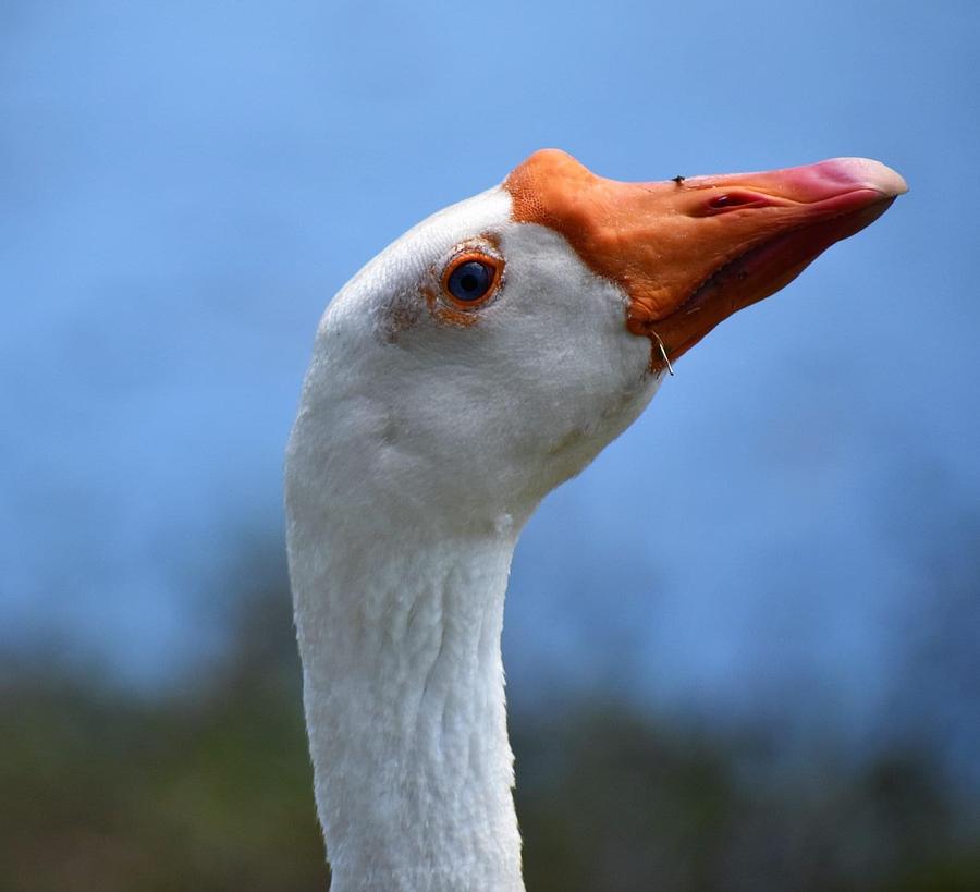 Goose Eye Photograph by Suzanne Duncan - Fine Art America