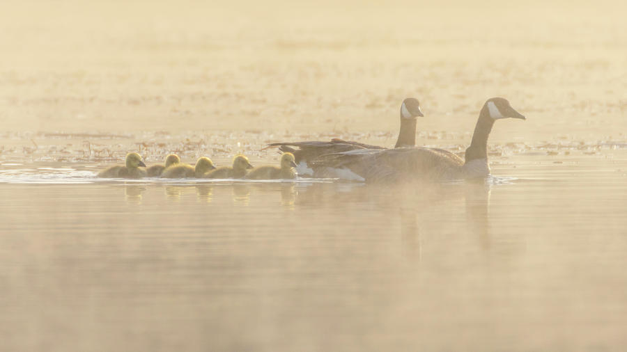 Goose Family in the Mist Photograph by Mike Lee