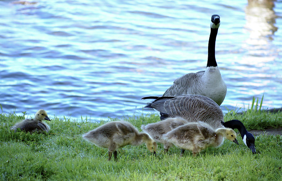  Goose family Photograph by Sergey  Nassyrov