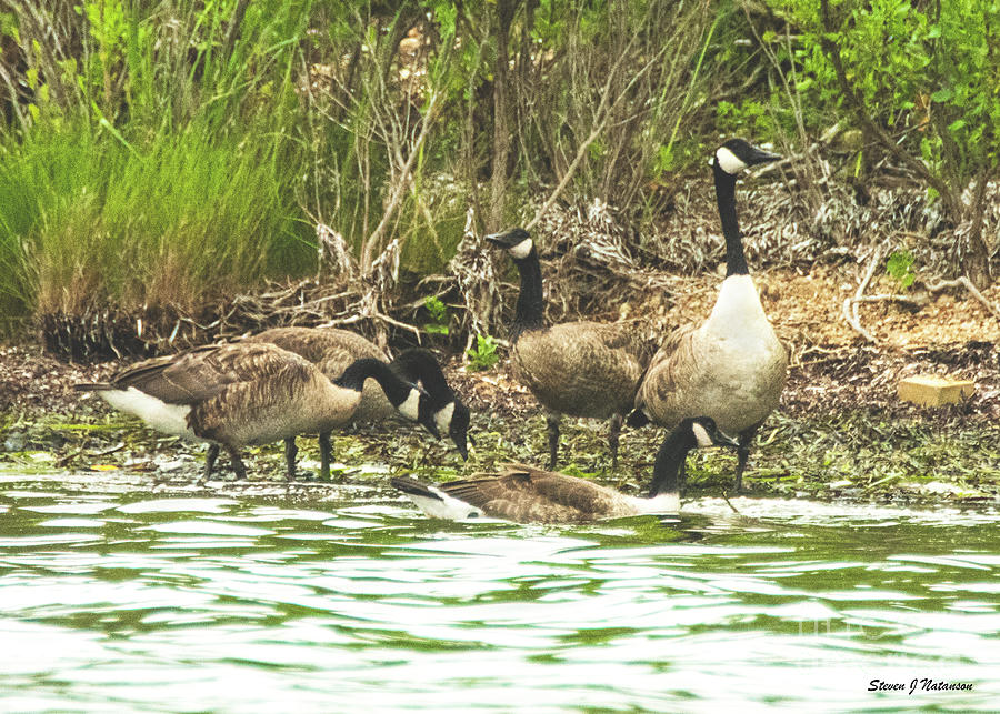 Goose Family Photograph by Steven Natanson