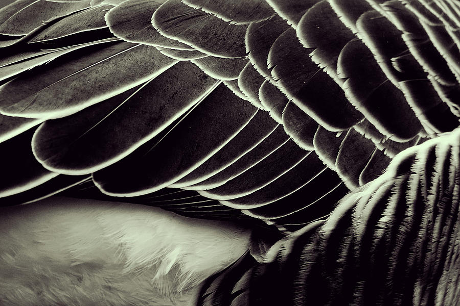 Goose feathers, close-up in black and white Photograph by Carolina ...