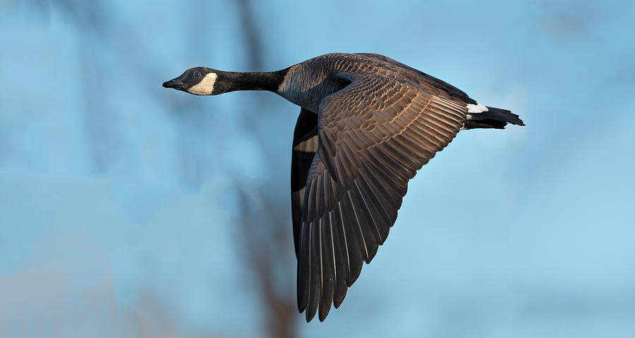 Goose Fly By  Photograph by Gary Langley
