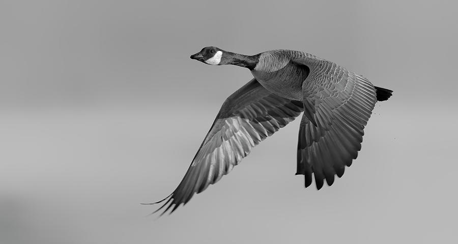 Goose flyby B/W Photograph by Gary Langley