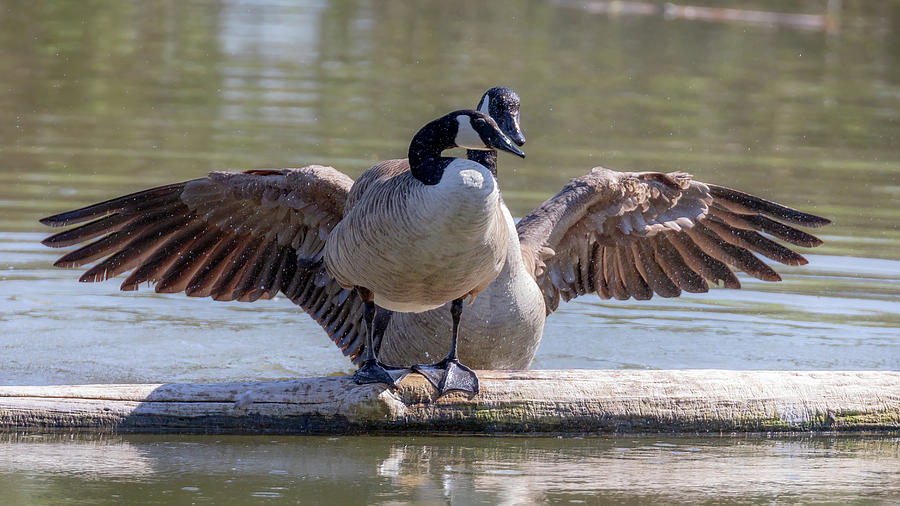 Goose Hugs - Canada Goose Mating Behavior Photograph by Susan Rissi Tregoning