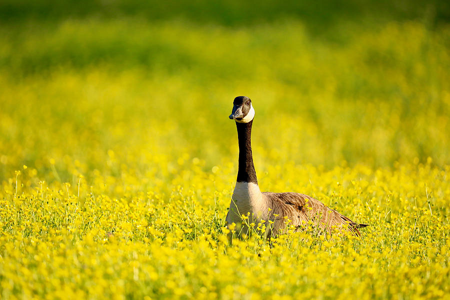 Goose In A Meadow Photograph