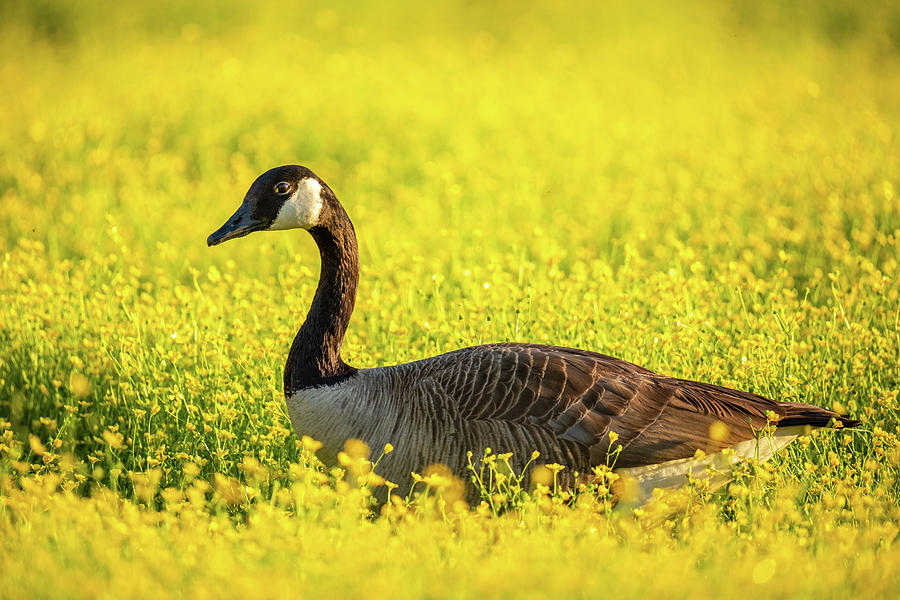 Goose in a Spring Golden Meadow Photograph by Rachel Morrison